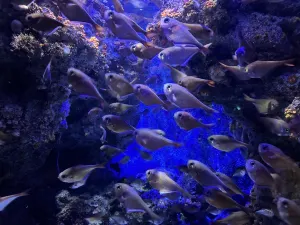 Acquario Churaumi