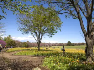 國營昭和紀念公園