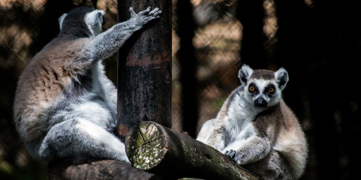 Mysore Zoo