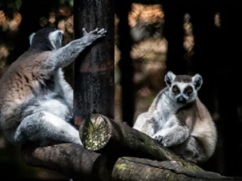 Sri Chamarajendra Zoological Gardens (Mysuru Zoo)