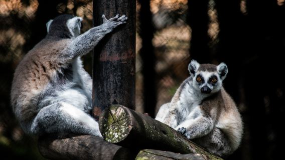 Sri Chamarajendra Zoological Gardens