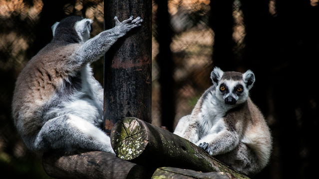 Sri Chamarajendra Zoological Gardens (Mysuru Zoo)