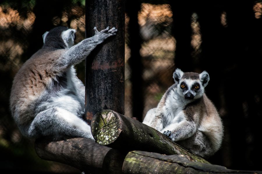 邁索爾動物園