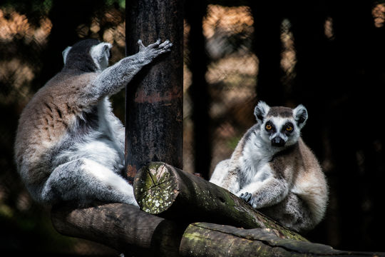 Sri Chamarajendra Zoological Gardens