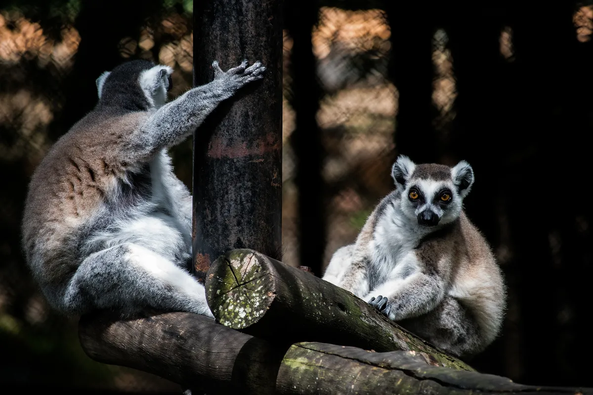 Sri Chamarajendra Zoological Gardens