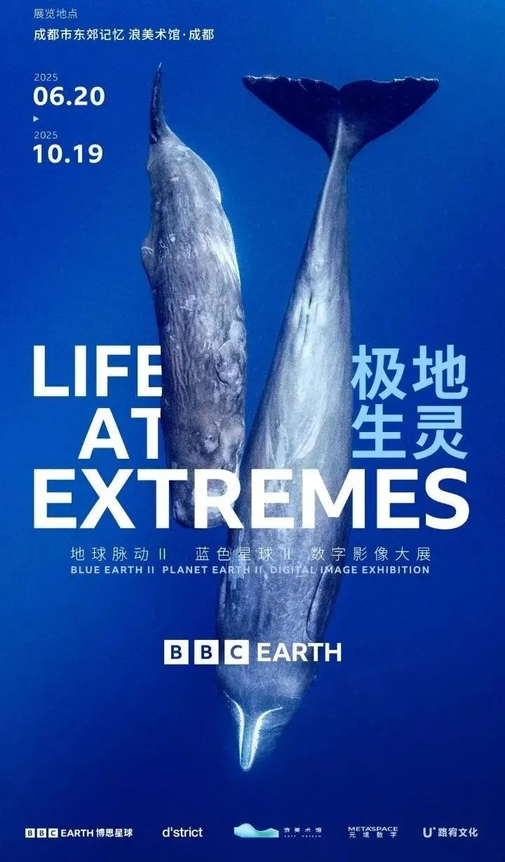 BBC EARTH極地生靈數字影像大展 成都站 | 浪美術館·成都
