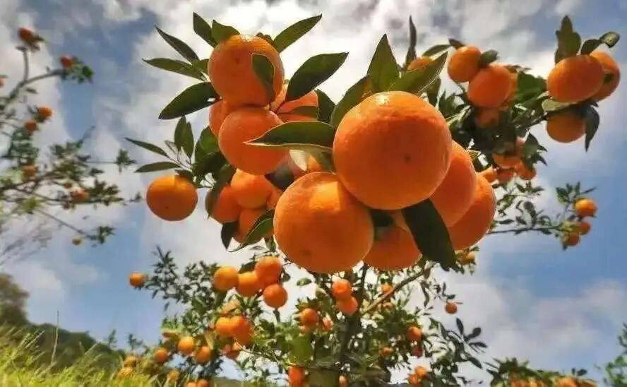 The 18th Yijiahe Citrus Picking Festival | Yongxiu