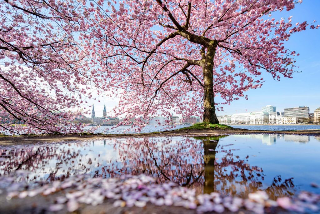 Hamburg Cherry Blossom Festival | Hamburg
