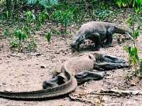 Fascinating komodo dragons