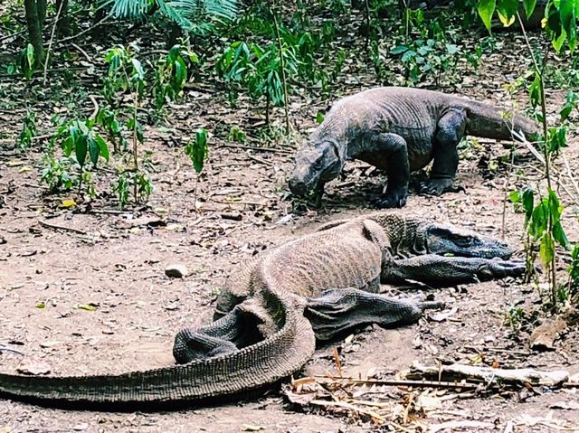 Fascinating komodo dragons