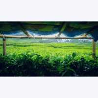 Ciater Tea Garden