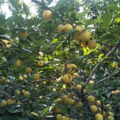 大丰收农家园 User Photo