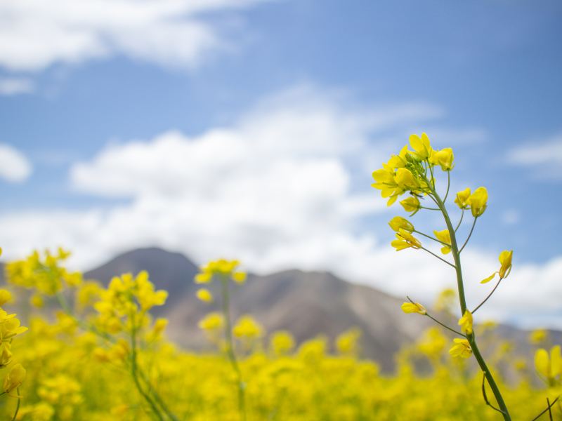 Caidian Xiaosi Rapeseed Garden