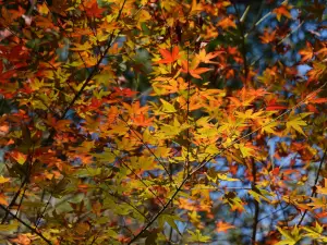 武夷山國家公園