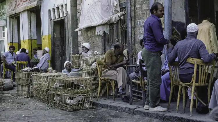 فنادق في صفوى