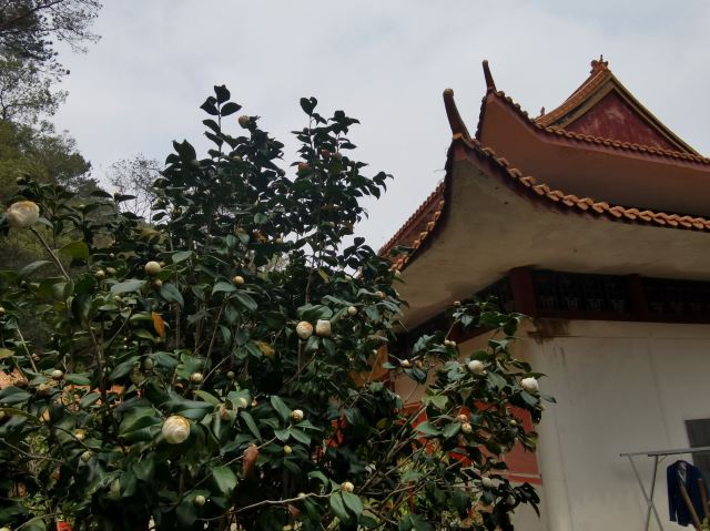 Guangdong Shenguangshan Forest Park
