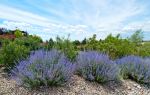 Mayfield Lavender Farm