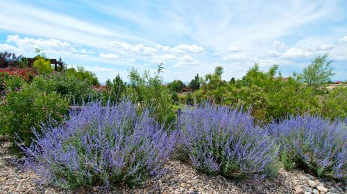 Mayfield Lavender Farm