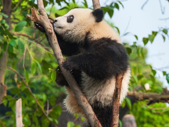 Bifengxia Panda Reserve