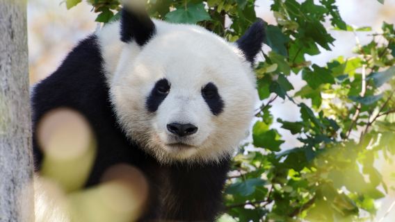 Panda Valley + Dujiangyan / Chengdu Privatgruppe