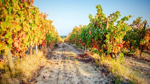 Groot Constantia-Trust