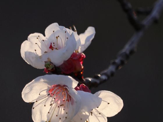 Baoji Botanical Garden