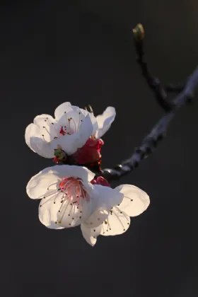 宝鶏周辺のホテル