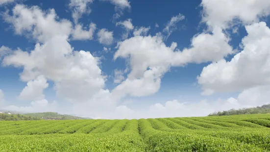 茅山茶博園