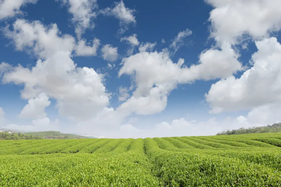 茅山茶博園