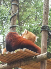 湖北鄂人谷動物世界