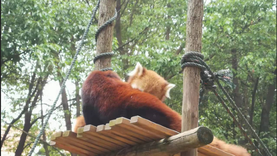 Hubei Eren Valley Wildlife World