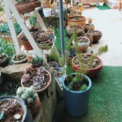 胡氏农家小院柴火鸡 User Photo