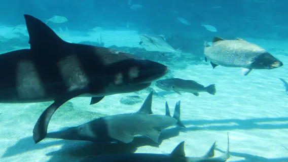 布里斯本黃金海岸Q1大樓觀景+夢幻世界一日遊【來回接送】