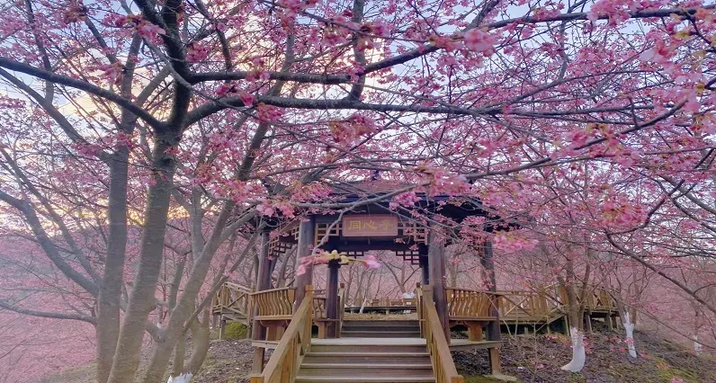 2_仙居山櫻花園