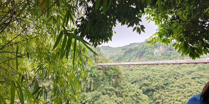 Lugou Bamboo Sea