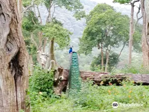 Mudumalai Tiger Reserve