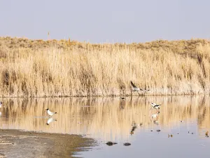 Ulungu Lake National Wetland Park