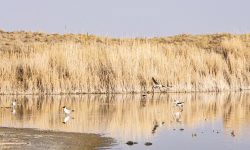 Ulungur-See