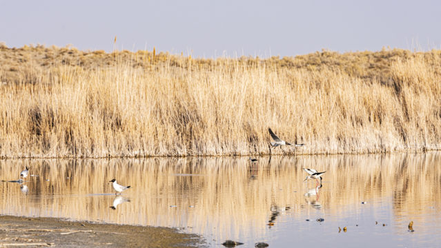 Ulungu Lake National Wetland Park