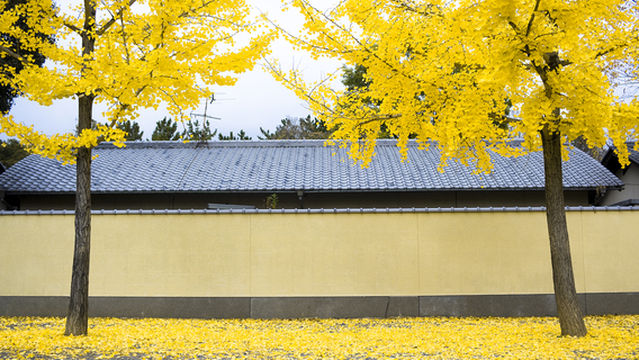 Ginkgo Viewing in Kyoto