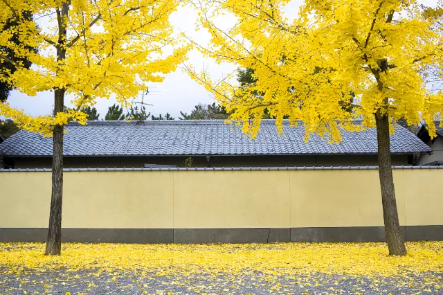 Ginkgo Viewing in Kyoto