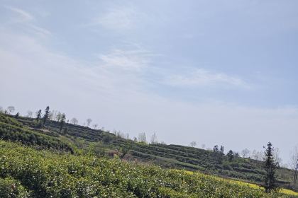 冷洼鹏哥茶园