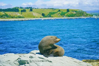 Kaikoura