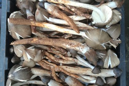 翠竹园野生菌火锅店