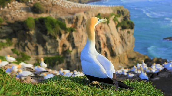 Muriwai Gannet Colony