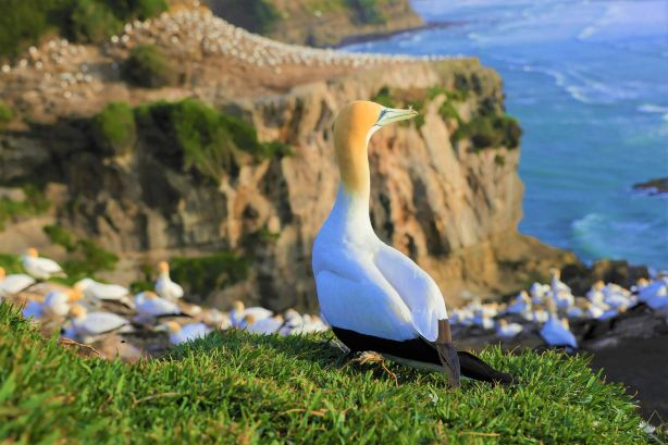 Muriwai Gannet Colony