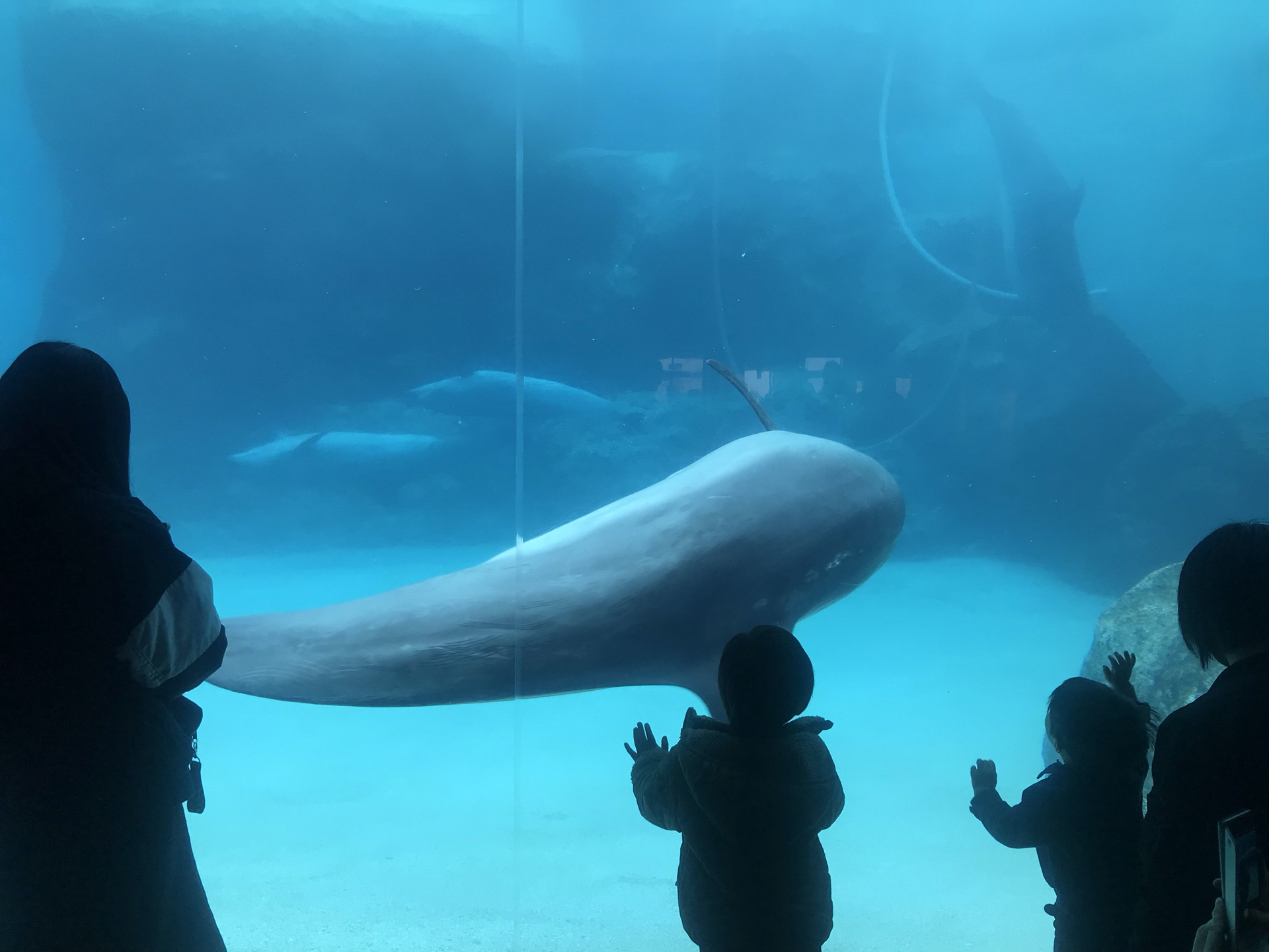 名古屋 名古屋港水族館 評判 案内 トリップドットコム