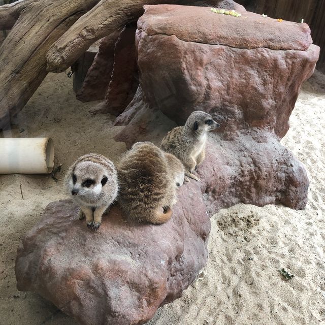 #親子游#香港海洋公園親子游