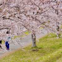 旧中川の桜並木