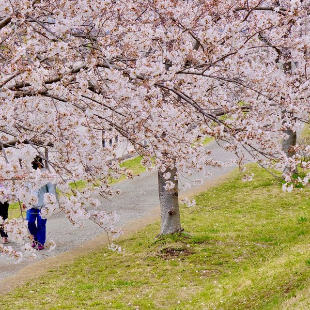 旧中川の桜並木